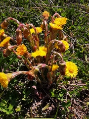 Tussilago farfara