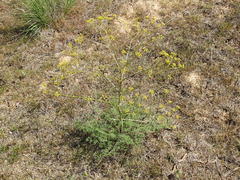 Ferula caspica