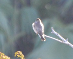 Stelgidopteryx serripennis