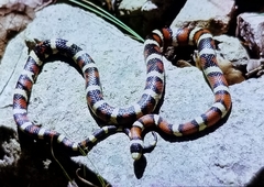 Lampropeltis knoblochi