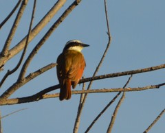 Pitangus sulphuratus