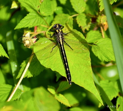 Phanogomphus borealis