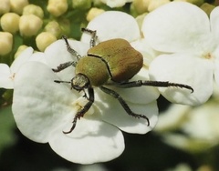 Hoplia argentea