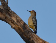 Melanerpes aurifrons