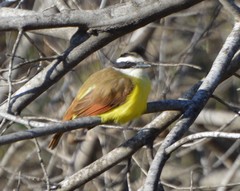 Pitangus sulphuratus