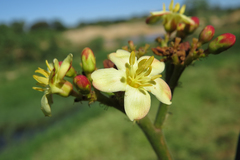 Jatropha mollissima