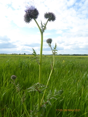 Phacelia tanacetifolia