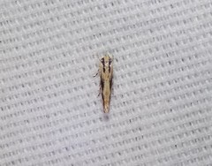 Melanocinclis lineigera