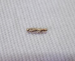 Melanocinclis lineigera