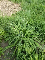 Hemerocallis lilioasphodelus