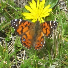 Vanessa altissima