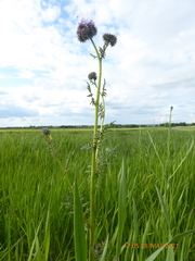 Phacelia tanacetifolia
