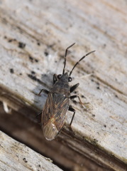 Peritrechus geniculatus