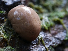Reticularia splendens