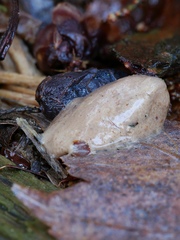 Reticularia splendens