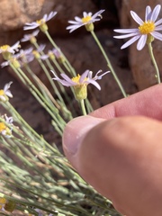 Erigeron utahensis