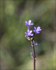 Buchnera floridana image