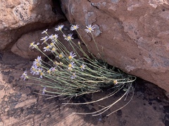 Erigeron utahensis