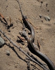 Diadophis punctatus vandenburgii