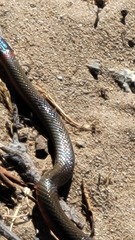 Diadophis punctatus vandenburgii