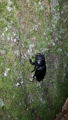 Lucanus cervus