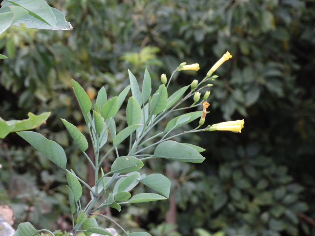 tree tobacco (Plants of the Lower Arroyo Seco) · iNaturalist
