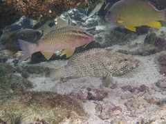 Epinephelus spilotoceps