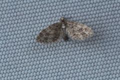 Eupithecia satyrata
