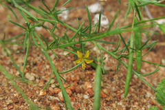 Physostemon guianense