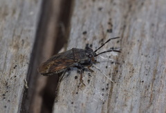 Peritrechus geniculatus