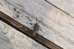 Peritrechus geniculatus