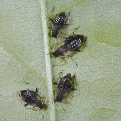 Periphyllus testudinaceus