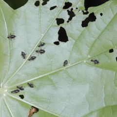 Periphyllus testudinaceus