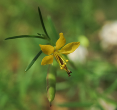 Physostemon guianense