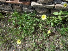 Urospermum dalechampii