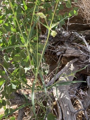 Mirabilis linearis linearis