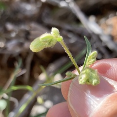 Mirabilis linearis linearis