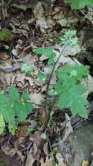 Hydrophyllum macrophyllum