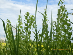 Thlaspi arvense
