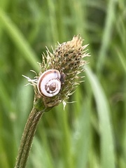 Helicella itala