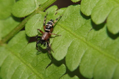 Sergiolus capulatus