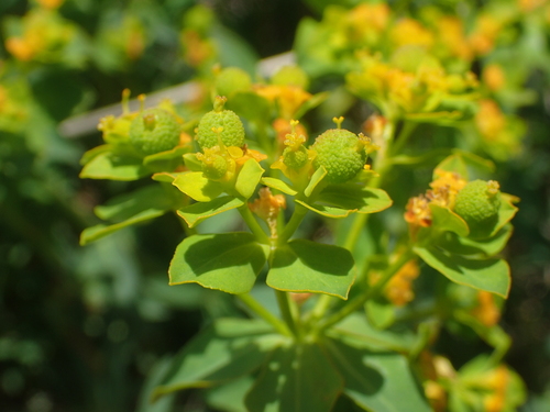 Euphorbia flavicoma ssp. flavicoma