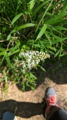 Amianthium