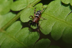 Sergiolus capulatus