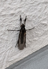 Diptera