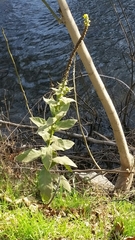 Verbascum thapsus