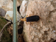 Podabrus fayi