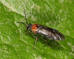 Blennocampinae