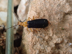 Podabrus fayi