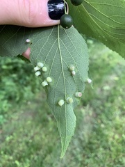 Pachypsylla celtidismamma